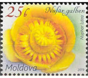 Yellow Water Lily (Nuphar lutea) - Moldova 2019 - 25