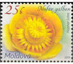 Yellow Water Lily (Nuphar lutea) - Moldova 2019 - 25