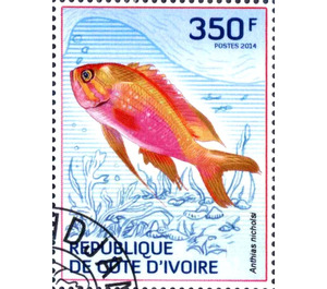 Yellowfin Bass (Anthias nicholsi) - West Africa / Ivory Coast 2014 - 350