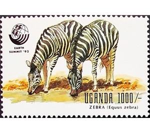Zebra (Equus zebra) - East Africa / Uganda 1992