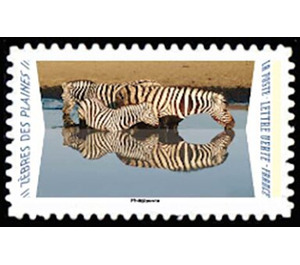 Zebras - France 2020