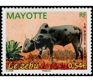 Zebu (Bos primigenius indicus) - East Africa / Mayotte 2008 - 0.54