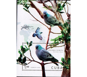 Zurita Pigeons - Caribbean / Cuba 2020