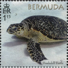 50th Anniversary of the Bermuda Turtle Project - North America / Bermuda 2018 - 1.15