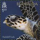 50th Anniversary of the Bermuda Turtle Project - North America / Bermuda 2018 - 1.35