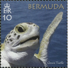 50th Anniversary of the Bermuda Turtle Project - North America / Bermuda 2018 - 10