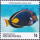 Achilles surgeonfish - Micronesia / Micronesia, Federated States 2015 - 1