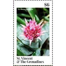 Aechmea primera - Caribbean / Saint Vincent and The Grenadines 2020