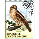 African Barred Owlet (Glaucidium capense) - West Africa / Ivory Coast 2014 - 500