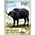 African Buffalo (Syncerus caffer) - West Africa / Ivory Coast 2014 - 250