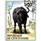 African Buffalo (Syncerus caffer) - West Africa / Ivory Coast 2014 - 500