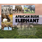 African Bush Elephant - West Africa / Gambia 2021