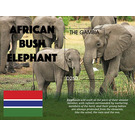 African Bush Elephant - West Africa / Gambia 2021