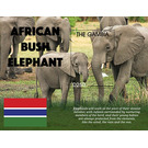 African Bush Elephant - West Africa / Gambia 2021
