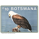 African Fish Eagle (Haliaeetus vocifer) - South Africa / Botswana 2021 - 10