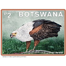 African Fish Eagle (Haliaeetus vocifer) - South Africa / Botswana 2021 - 2