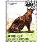 African Leopard (Panthera pardus pardus) - West Africa / Ivory Coast 2014 - 500