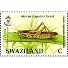 African Migratory Locust (Locusta migratoria migratoriodes) - South Africa / Swaziland 2012