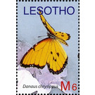 African Monarch (Danaus chrysippus) - South Africa / Lesotho 2007 - 6