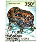 African Ornate Frog (Hildebrandtia ornate) - West Africa / Ivory Coast 2014 - 350