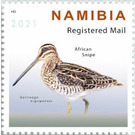 African snipe (Gallinago nigripennis) - South Africa / Namibia 2021