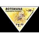 African Social Spider (Stegodyphus dumicola) - South Africa / Botswana 2020 - 1