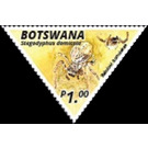 African Social Spider (Stegodyphus dumicola) - South Africa / Botswana 2020 - 1