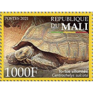 African Spurred Tortoise (Centrochelys sulcata) - West Africa / Mali 2021