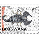 African Yellow Leg Scorpion (Opistophthalmus carinatus) - South Africa / Botswana 2021 - 2