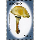 Agaricus xanthodermus - South Africa / Lesotho 2007 - 1.50