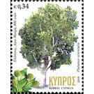 Agia Mavri Oriental Plane, 800 years old - Cyprus 2019 - 0.34