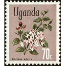 Akamba (Carissa edulis) - East Africa / Uganda 1969 - 70