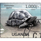 Aldabrachelys gigantea - East Africa / Uganda 2013