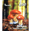 Amanita caesarea - Bosnia and Herzegovina 2020 - 1.50