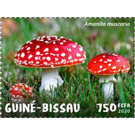 Amanita muscaria - West Africa / Guinea-Bissau 2020 - 750