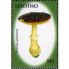 Amanita pantherina - South Africa / Lesotho 2007 - 1