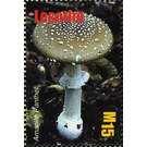 Amanita pantherina - South Africa / Lesotho 2007 - 15