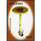 Amanita phalloides - South Africa / Lesotho 2007 - 15