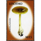 Amanita phalloides - South Africa / Lesotho 2007 - 15