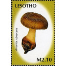 Amanita rubescens - South Africa / Lesotho 2007 - 2.10