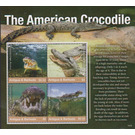 American Crocodile (Crocodylus acutus) - Caribbean / Antigua and Barbuda 2020