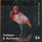 American flamingo - Caribbean / Antigua and Barbuda 2020 - 4