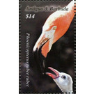 American Flamingo (Phoenicopterus ruber) - Caribbean / Antigua and Barbuda 2020 - 14