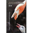 American Flamingo (Phoenicopterus ruber) - Caribbean / Antigua and Barbuda 2020 - 14