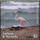 American flamingo (Phoenicopterus ruber) - Caribbean / Antigua and Barbuda 2020 - 2