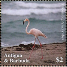 American flamingo (Phoenicopterus ruber) - Caribbean / Antigua and Barbuda 2020 - 2