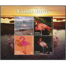 American flamingo (Phoenicopterus ruber) - Caribbean / Antigua and Barbuda 2020