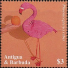 American flamingo (Phoenicopterus ruber) - Caribbean / Antigua and Barbuda 2020 - 3