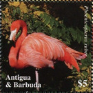 American flamingo (Phoenicopterus ruber) - Caribbean / Antigua and Barbuda 2020 - 5