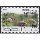 American Flamingo (Phoenicopterus ruber) - Polynesia / Penrhyn 2020